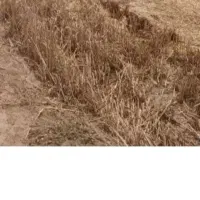 کاه|لوازم جانبی حیوانات|فریمان, |دیوار