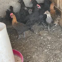 جوجه‌