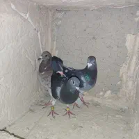 پلاکی