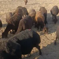 میش فروشی