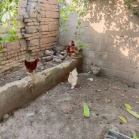مرغ تخمگذار