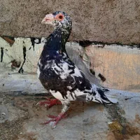 سار لکه دار