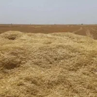 کاه گندم امسالی تحویل در دامدارئ