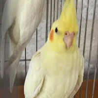 عروس هلندی لتینو سه ماهه