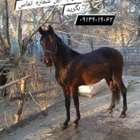 اسب فروشی