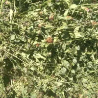 فروش علف گیاه یونجه