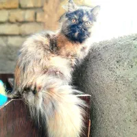 گربه پرشین