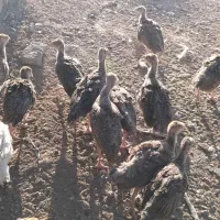 بوقلمون برنز