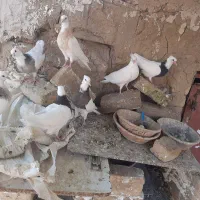 جوجه طوقی یه پری