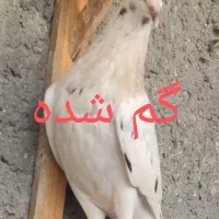 کفتر گم شده