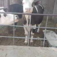 گوساله سوپر چاق