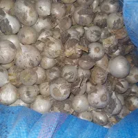 موسیر تازه