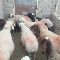 9 راس میش داشتی خوب