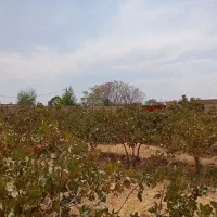 فروش-باغ-پسته-زمین-فروشی