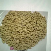 عدس محلی تازه سبز