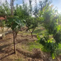 سرایدار باغ
