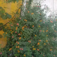 ۱۰۰۰ متر باغ منطقه کلستان