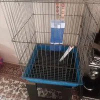 قفس