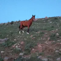اسب نژادرایرانی