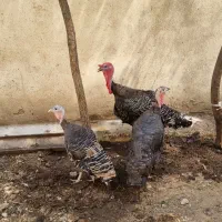 بوقلمون