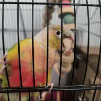 طوطی گرینچیک
