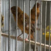 قناری نر سرخ