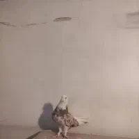 سلام چند جفت زردی و سرور طلا