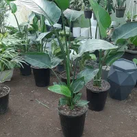 فروش گل آپارتمانی تک و عمده