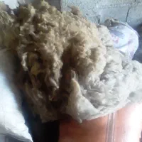 پشم گوسفند