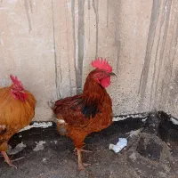 خروس