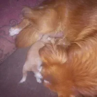 توله سگ پامرانین