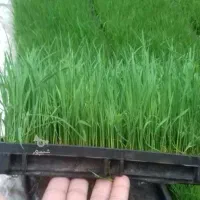 نشا هاشمی در جه یک