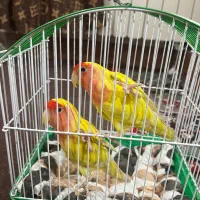 پرنده|پرنده|نکا, |دیوار