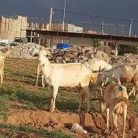 بز سانن اصل (پر شیر)