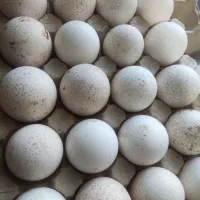 تخم بوقلمون