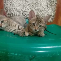 واگزاری گربه