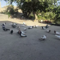 کبوتر