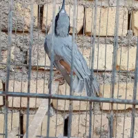 پرنده کلته