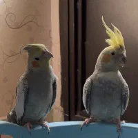 یک جفت عروس هلندی - نر سخنگو