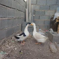 اردک|حیوانات مزرعه|گناباد, |دیوار