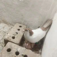 کفتر خال دم ماده