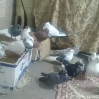 کفتر رنگی