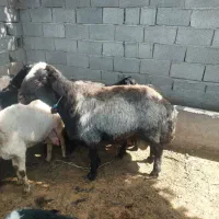 قوچ اصل چال