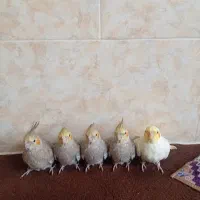 جوجه عروس هلندی دستی