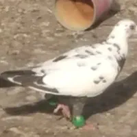کفتر
