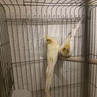 عروس هلندی