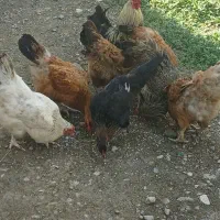 مرغها همشون  تخم گذارن .ویه مرغ لاری وخروس پاکوتاه
