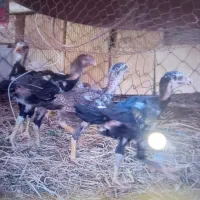 جوجه لاری اصل اوشاملو