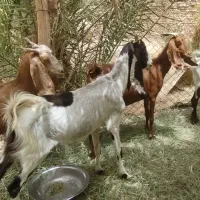 بز در شهداد