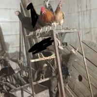 مرغ و خروس عربی